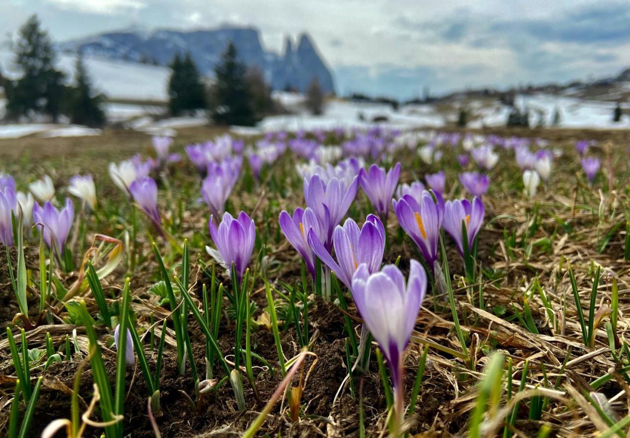 Apartament Cesa Vedla Peaceful Hiking Base In Val Gardena, Dolomites, Beneath Alpe Di Siusi Ortisei Zewnętrze zdjęcie